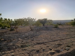 Musabeyli Koçcağız Köyü Satılık Tarla 7450 M2