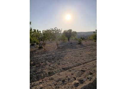 Fırsat İlanı Fıstıklık Bağ Satılık Tarla Kilis Musabeyli Koçcağız Köyü