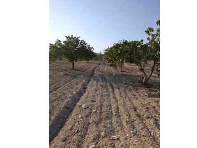 Field For Sale in  Turkey, Kilis, Musabeyli, Koccagiz Koyu , 7450 m2