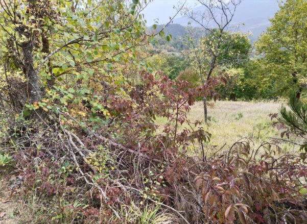 Belkaraağaç Köyü Bolu Satılık Tarla |  4736M2 4.740.000Tl Resim-2