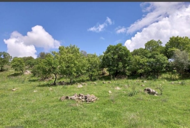 Kızılçukur Mah. Dikili Satılık Tarla |  525813M2 6.500.000Tl Resim-2