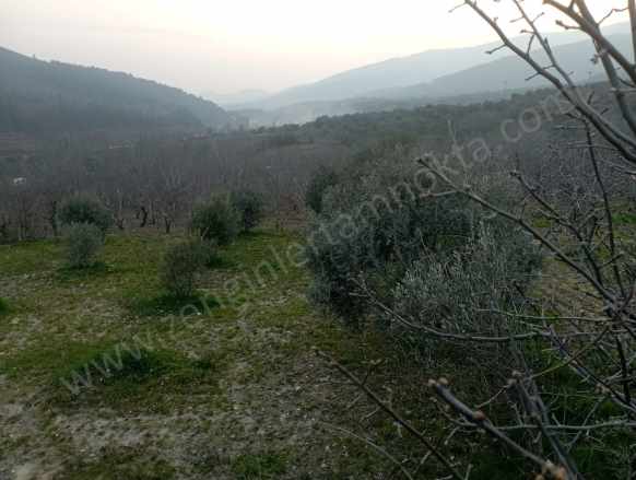 izmir Bayındır Kızılkeçeli De 1300 M2 Satılık Tarla Zeytinlik Kızılkeçili Mah