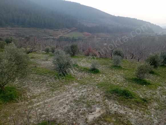 izmir Bayındır Kızılkeçeli De 1300 M2 Satılık Tarla Zeytinlik Kızılkeçili Mah