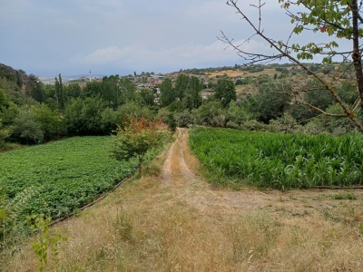 Hayriye Mh 9165M2 İçerisinde Çeşitli Meyveler Olan Resmi Yola Cephe Satılık Tarla Yenişehir