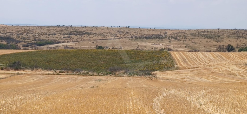 Merkez Edirne Satılık Tarla |  8500M2 1.500.000Tl Resim-1