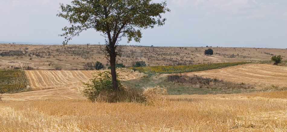 Orhaniye Köyünde 8500Yolu Olan Satılık Tarla Merkez