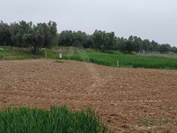 Villa imarlı Deniz Manzaralı Acıklamayı Okuyalım Satılık Arsa Şarköy Mürefte Mah