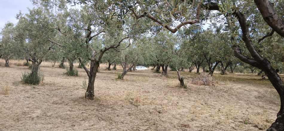 Eriklice Merkeze Yakın Yatırımlık Verimde Satılık Zeytinlik Şarköy