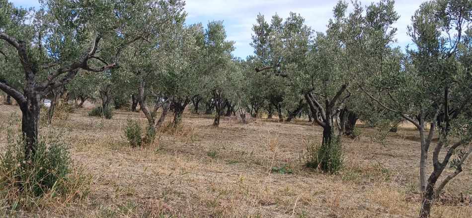 Eriklice Merkeze Yakın Yatırımlık Verimde Satılık Zeytinlik Şarköy