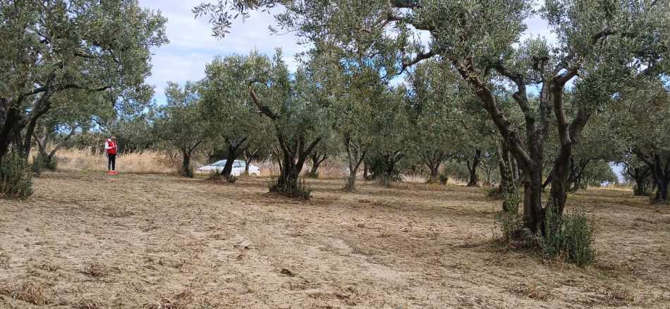 Eriklice Merkeze Yakın Yatırımlık Verimde Satılık Zeytinlik Şarköy