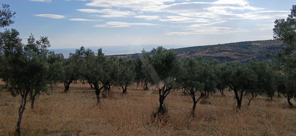 Eriklice Şarköy Satılık Zeytinlik |  2550M2 3.300.000Tl Resim-4