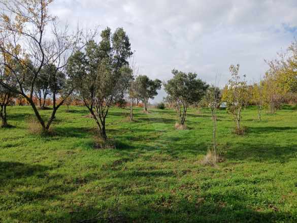🌿 Hoşköyde Doğayla iç içe Deniz Manzaralı Yatırım Fırsatı! 🌊 Satılık Zeytinlik Şarköy