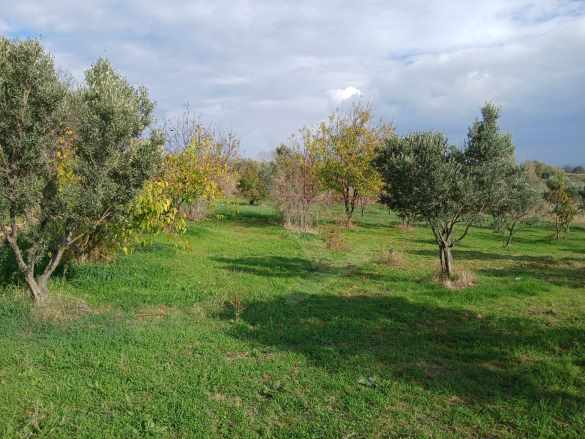 🌿 Hoşköyde Doğayla iç içe Deniz Manzaralı Yatırım Fırsatı! 🌊 Satılık Zeytinlik Şarköy