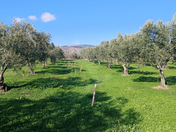 Eriklice Şarköy Satılık Zeytinlik |  2700M2 3.150.000Tl Resim-1