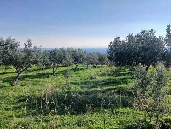 Erikliçede Deniz Manzarasına Hakim Yolu Olan Satılık Zeytinlik Fırsatı Şarköy Eriklice