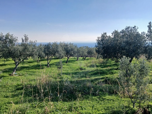 Eriklice Şarköy Satılık Zeytinlik |  2700M2 3.150.000Tl Resim-2