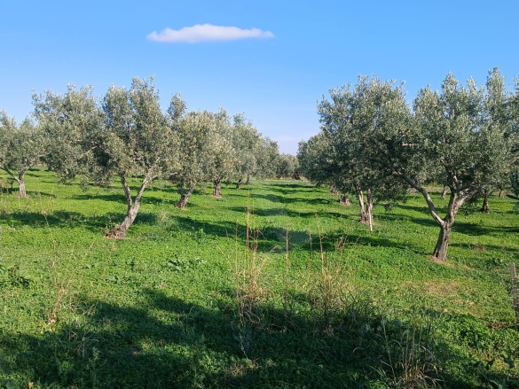 Eriklice Şarköy Satılık Zeytinlik |  2700M2 3.150.000Tl Resim-3