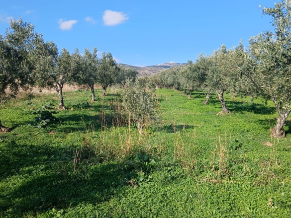Eriklice Şarköy Satılık Zeytinlik |  2700M2 3.150.000Tl Resim-4