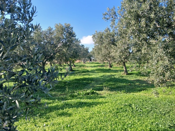 Eriklice Şarköy Satılık Zeytinlik |  2700M2 3.150.000Tl Resim-5