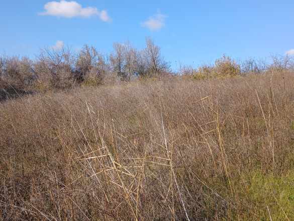 Tekirdağ Şarköy Kirazlı Mah Köye Yürüme Mesafesinde 1350M2 Satılık Tarla