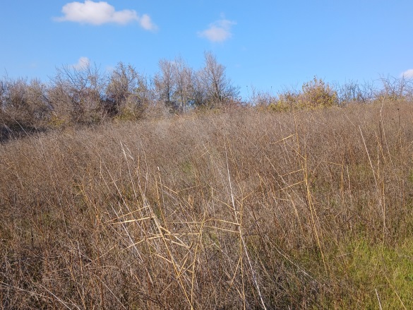 Kirazlı Şarköy Satılık Tarla |  1350M2 650.000Tl Resim-1