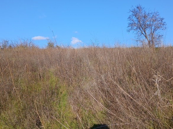 Kirazlı Şarköy Satılık Tarla |  1350M2 650.000Tl Resim-2