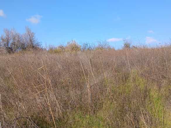 Tekirdağ Şarköy Kirazlı Mah Köye Yürüme Mesafesinde 1350M2 Satılık Tarla