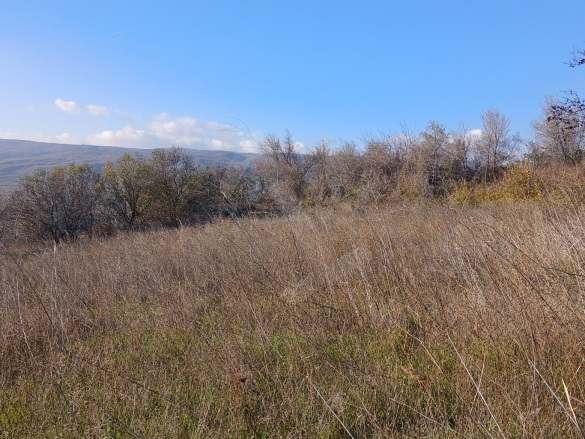 Kirazlı Şarköy Satılık Tarla |  1350M2 650.000Tl Resim-4