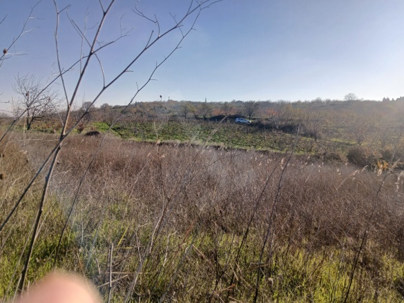 Kirazlı Şarköy Satılık Tarla |  1350M2 650.000Tl Resim-5