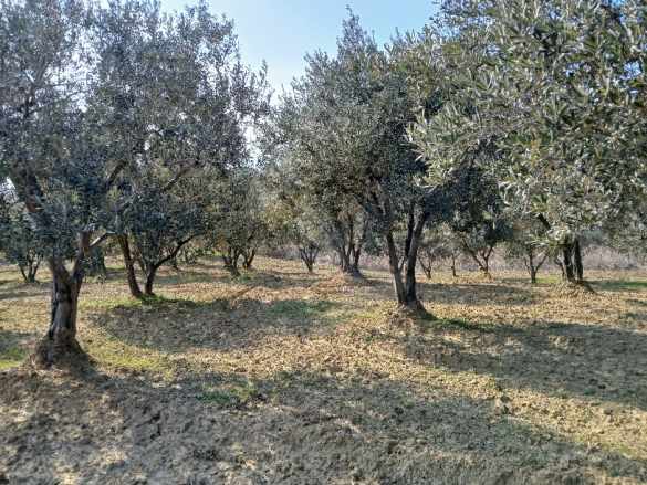 Arköy Çınarlıda Deniz Manzaralı Yüksek Verimli 2 450 M² Satılık Zeytinlik Şarköy Cınarlı
