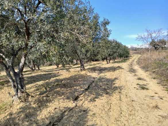 Arköy Çınarlıda Deniz Manzaralı Yüksek Verimli 2 450 M² Satılık Zeytinlik Şarköy Cınarlı