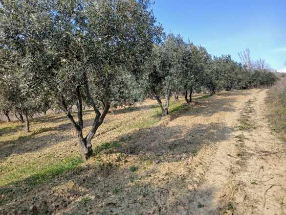 Arköy Çınarlıda Deniz Manzaralı Yüksek Verimli 2 450 M² Satılık Zeytinlik Şarköy Cınarlı