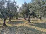 Arköy Çınarlıda Deniz Manzaralı Yüksek Verimli 2 450 M² Satılık Zeytinlik Şarköy Cınarlı 2450 M2