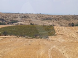 Merkez Merkez Satılık Tarla 8500 M2