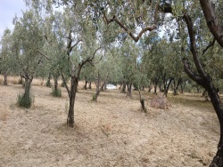 Şarköy Eriklice Satılık Zeytinlik 2550 M2