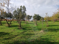 Şarköy Hoşköy Satılık Zeytinlik 1100 M2