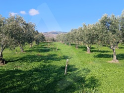 Şarköy Eriklice Satılık Zeytinlik 2700 M2