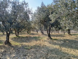 Şarköy Cınarlı Satılık Zeytinlik 2450 M2