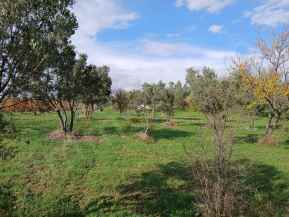 Tekirdag Sarkoy Hoskoy , 1100 M2