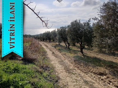 Cınarlı Köy Altında Deniz Manzaralı 2450M2 Satılık Zeytinlik Şarköy