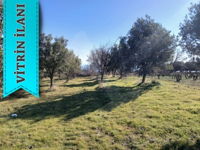 Hoşköyde 1100M2 Deniz Manzaralı Ve Meyve Bahcesi Satılık Zeytinlik Şarköy