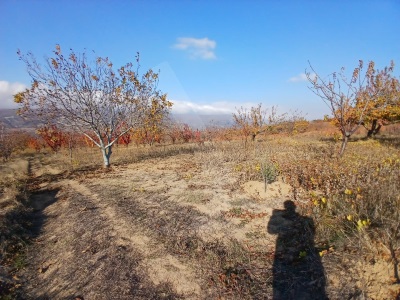 Cınarlı Mh Konumu Güzel 2670M2 Kiraz Bahcesi Satılık Bağ Şarköy