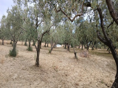 Eriklice Merkeze Yakın Yatırımlık Verimde Satılık Zeytinlik Şarköy