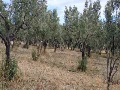Olivenhain Kaufen In  Türkei, Tekirdag, Sarkoy, Eriklice , 2550 m2