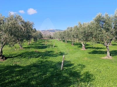 Erikliçede Deniz Manzarasına Hakim Yolu Olan Satılık Zeytinlik Fırsatı Şarköy Eriklice
