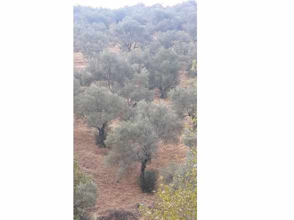 Konaklı Mahallesi Tezekli Mevkii Satılık Zeytinlik 2960 M2 (100 Ağaç) Ödemiş