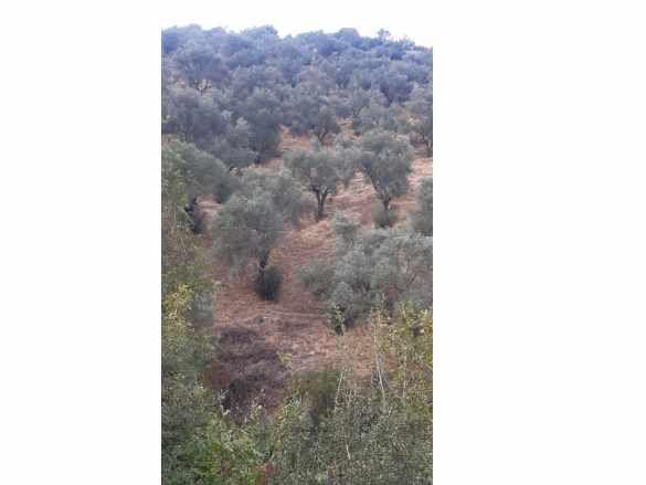 Konaklı Mahallesi Tezekli Mevkii Satılık Zeytinlik 2960 M2 (100 Ağaç) Ödemiş