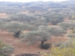 Ödemiş Konaklı Mahallesi. Satılık Zeytinlik 2960 M2