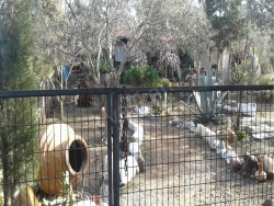 Ayvalık Cunda Adası Satılık Çiftlik 6210 M2