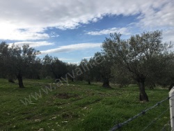 Ayvalık Gazi Kemal Paşa Satılık Zeytinlik 5651 M2